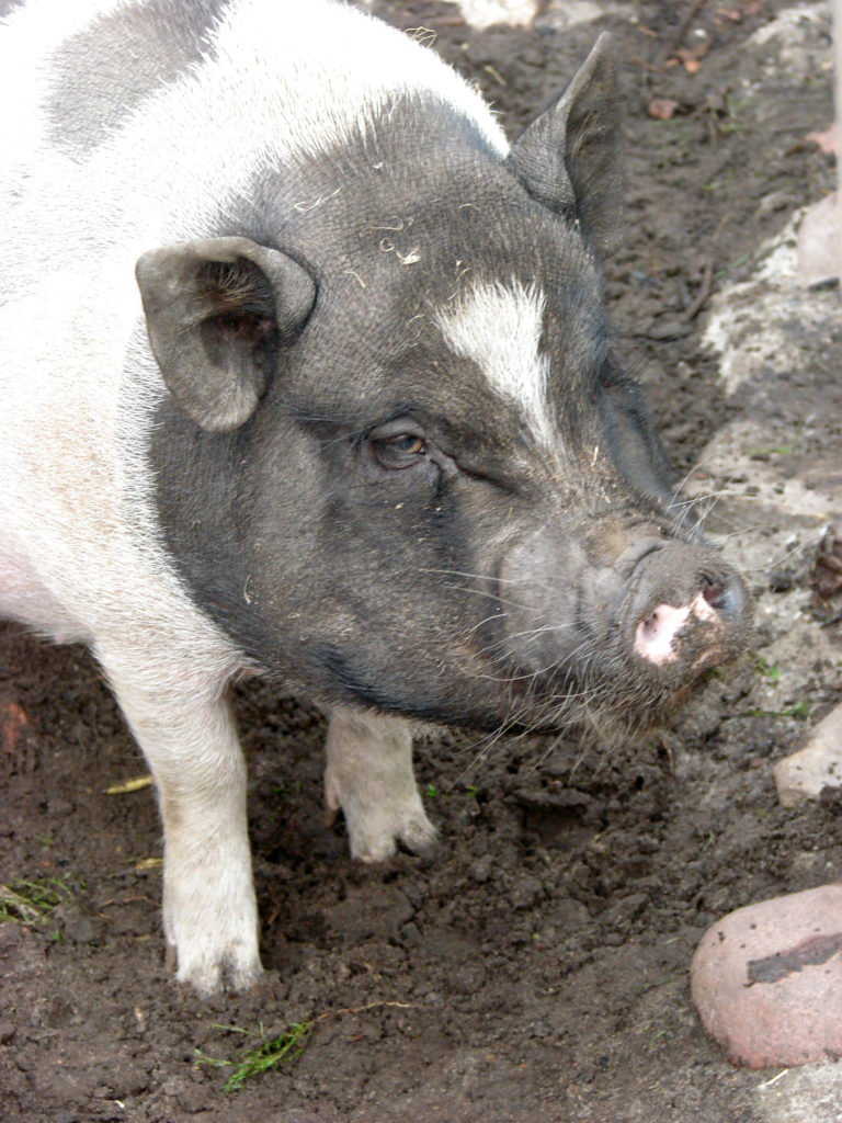 Schwein