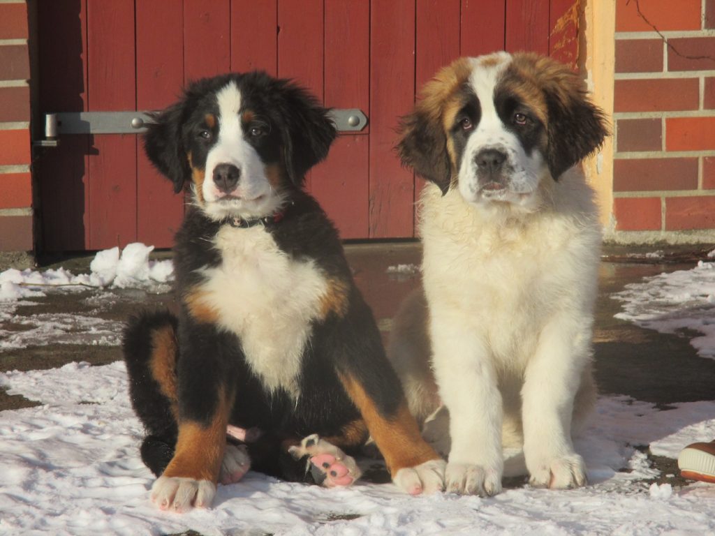 zwei Hunde